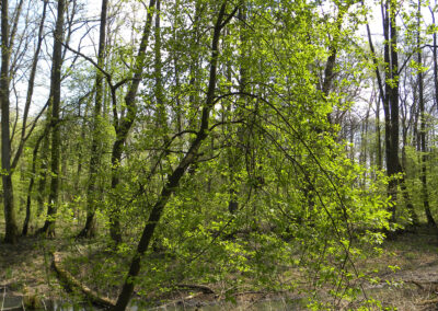 Forest behind Pilica River