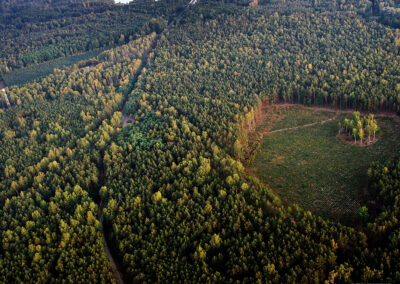 Forests on Pilica River